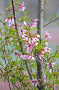 Sakura