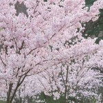 Sakura & Pine by Hashimoto