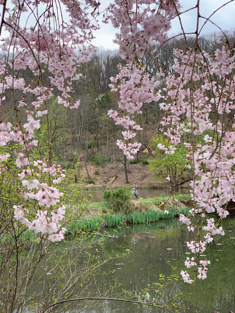 Weeping cherry, pond, and blue heron