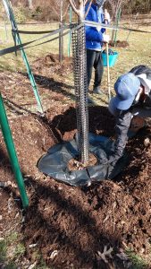 to show volunteers working on tree maintenance