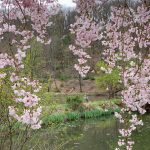 Weeping cherry, pond, and blue heron